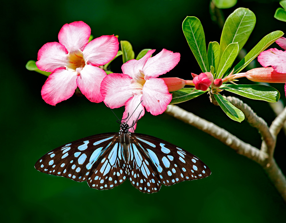 Blue tiger butterfly on Adenium pink flowers with dark green background