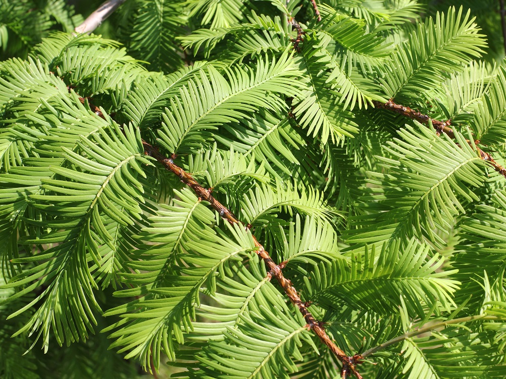 Branches of the Dawn Redwood, Metasequoia glyptostroboides