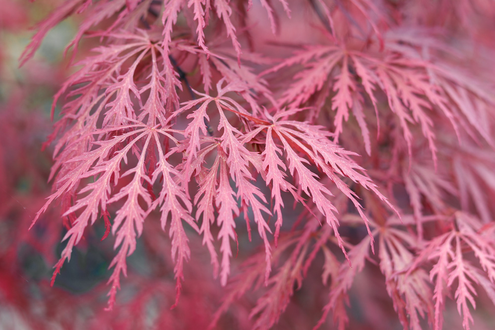 Beautiful floral background of pink red weeping Laceleaf Japanese Maple or Acer palmatum. Selective focus.