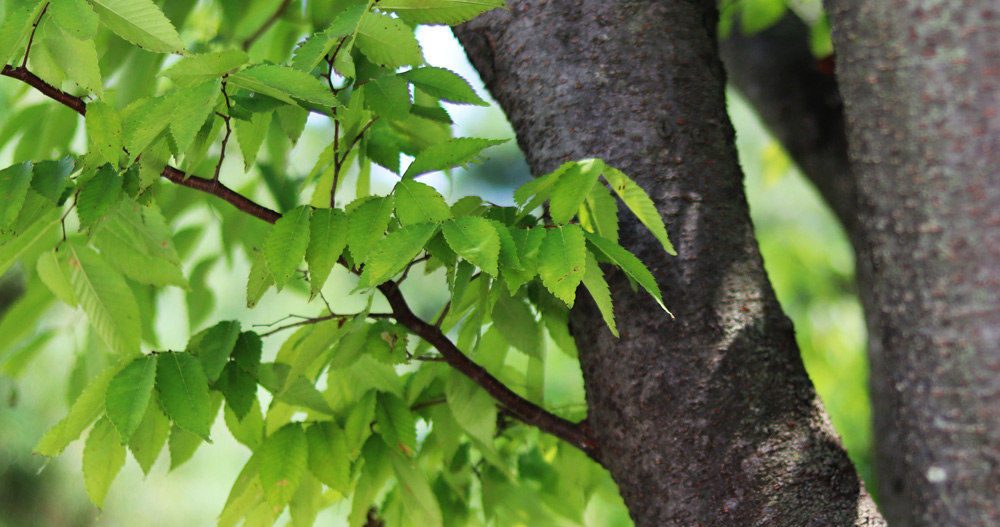 zelkova serrata Japanese Gray-Bark Elm