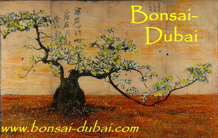 Bonsai Dubai