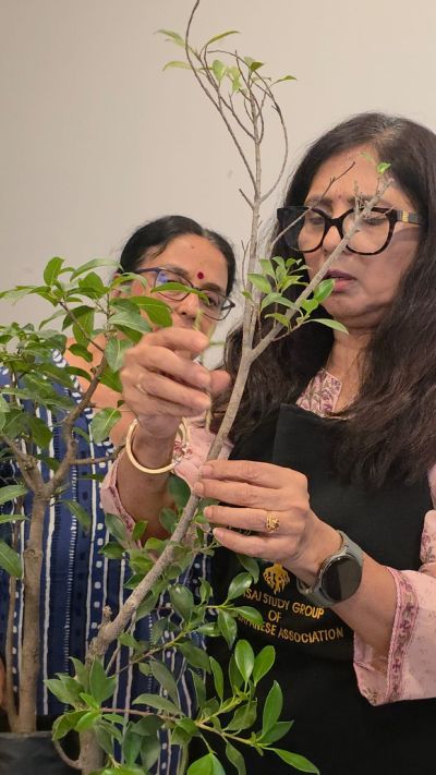Grafting Techniques in Bonsai