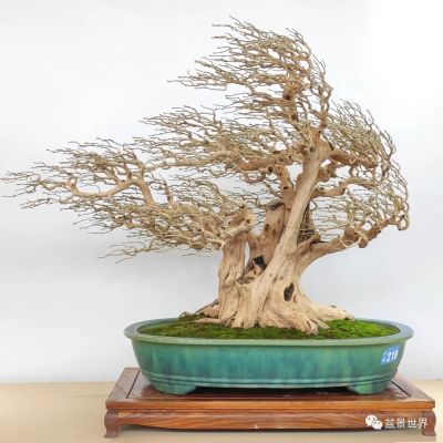 Ode to the Strong Wind