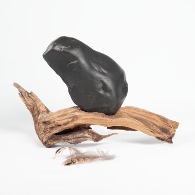 Basalt Fledgling, Driftwood’s Warm Embrace