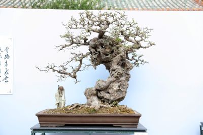 Zixia Chu Suo Mu Shi Meng
