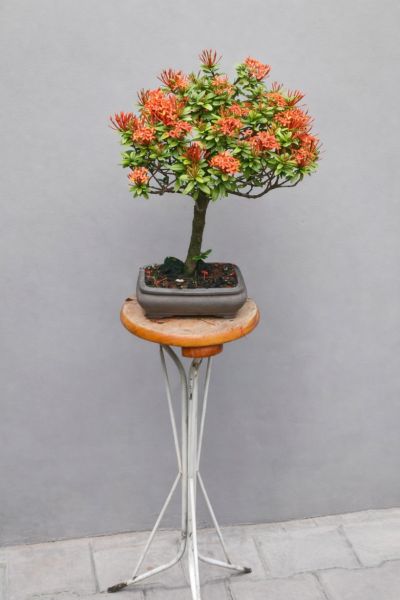 IXORA