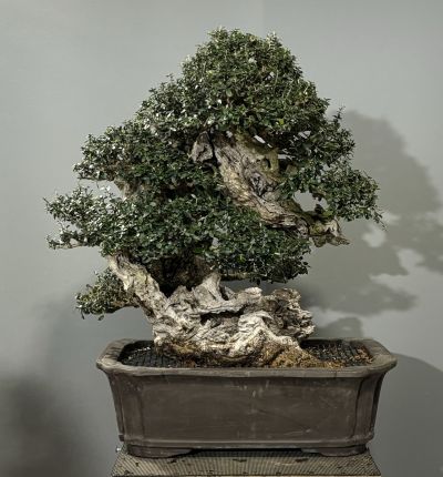 Olea Silvestris