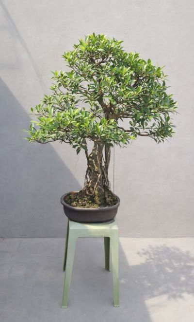FICUS