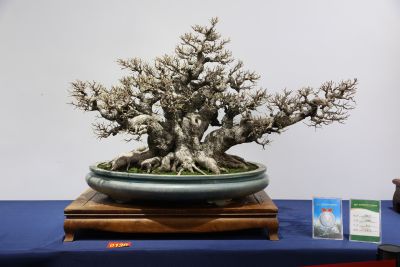 Taiwanese Banyan Welcomes Spring