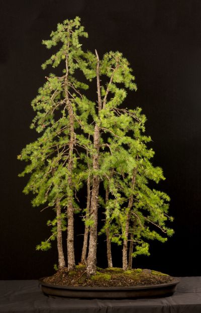 Tall Forest
