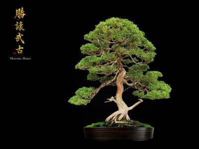My Bonsai Works