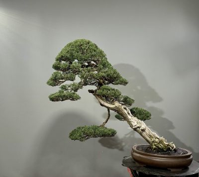 Cupressus Sempervirens