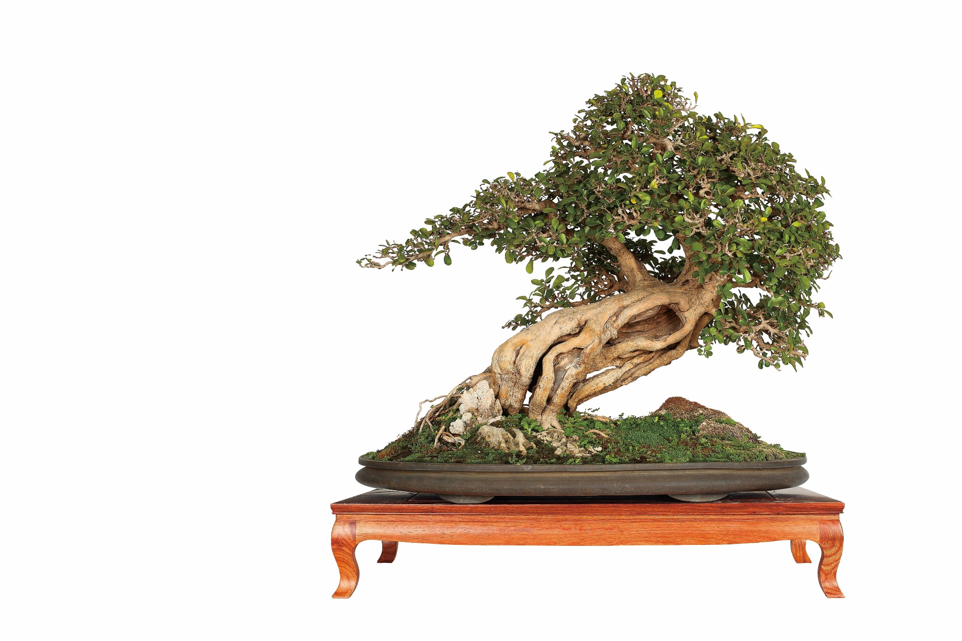 Wild Majesty in the Countryside