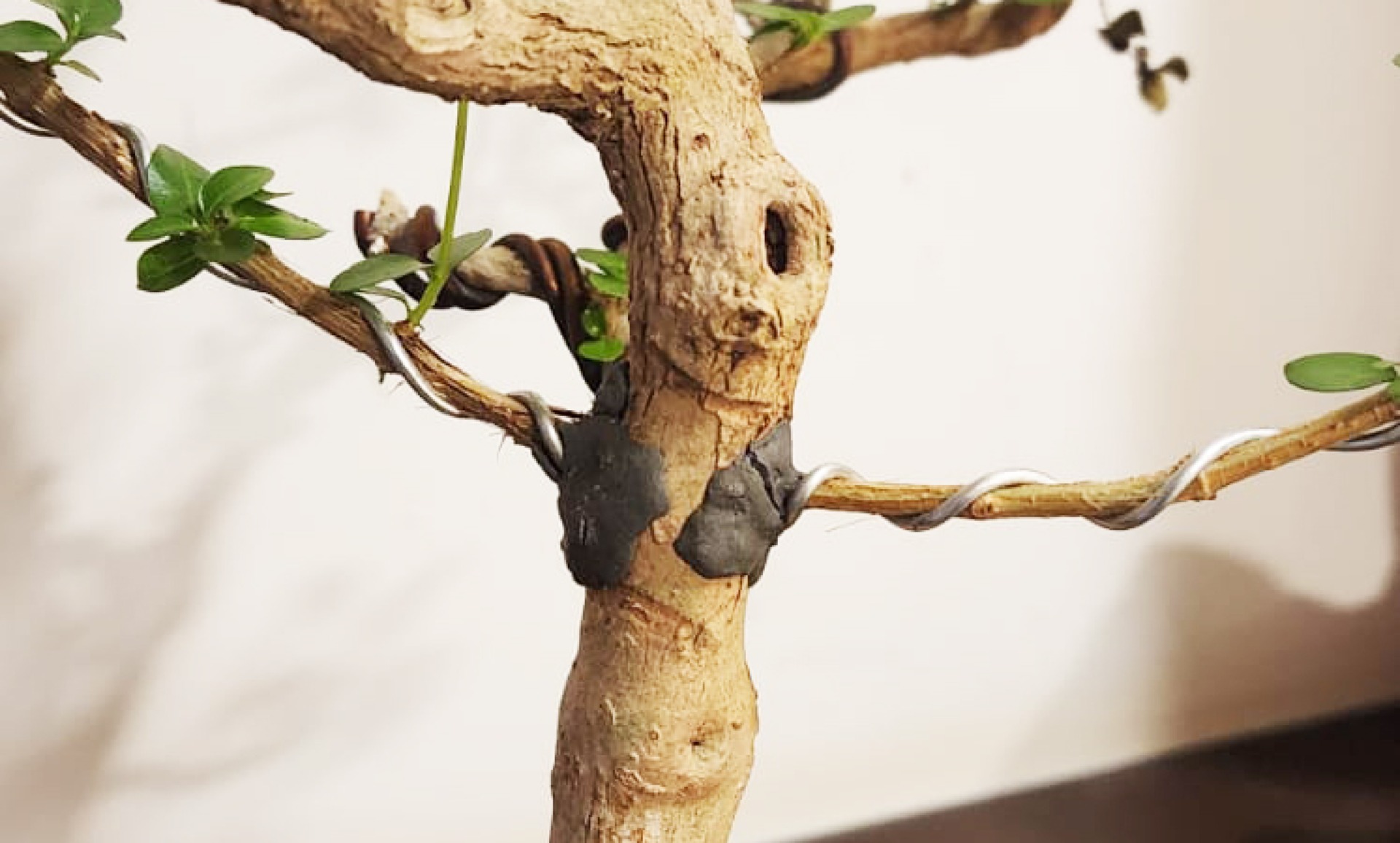 Grafting Techniques in Bonsai