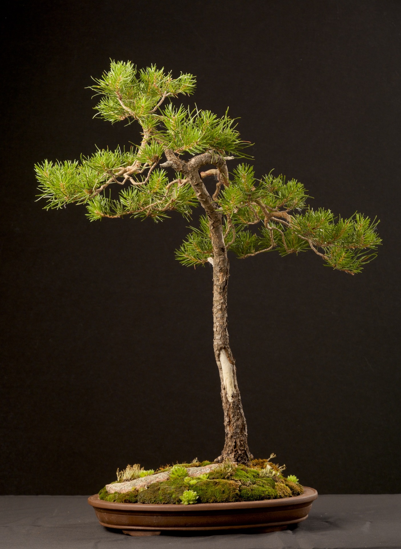 Taiga Halcyon