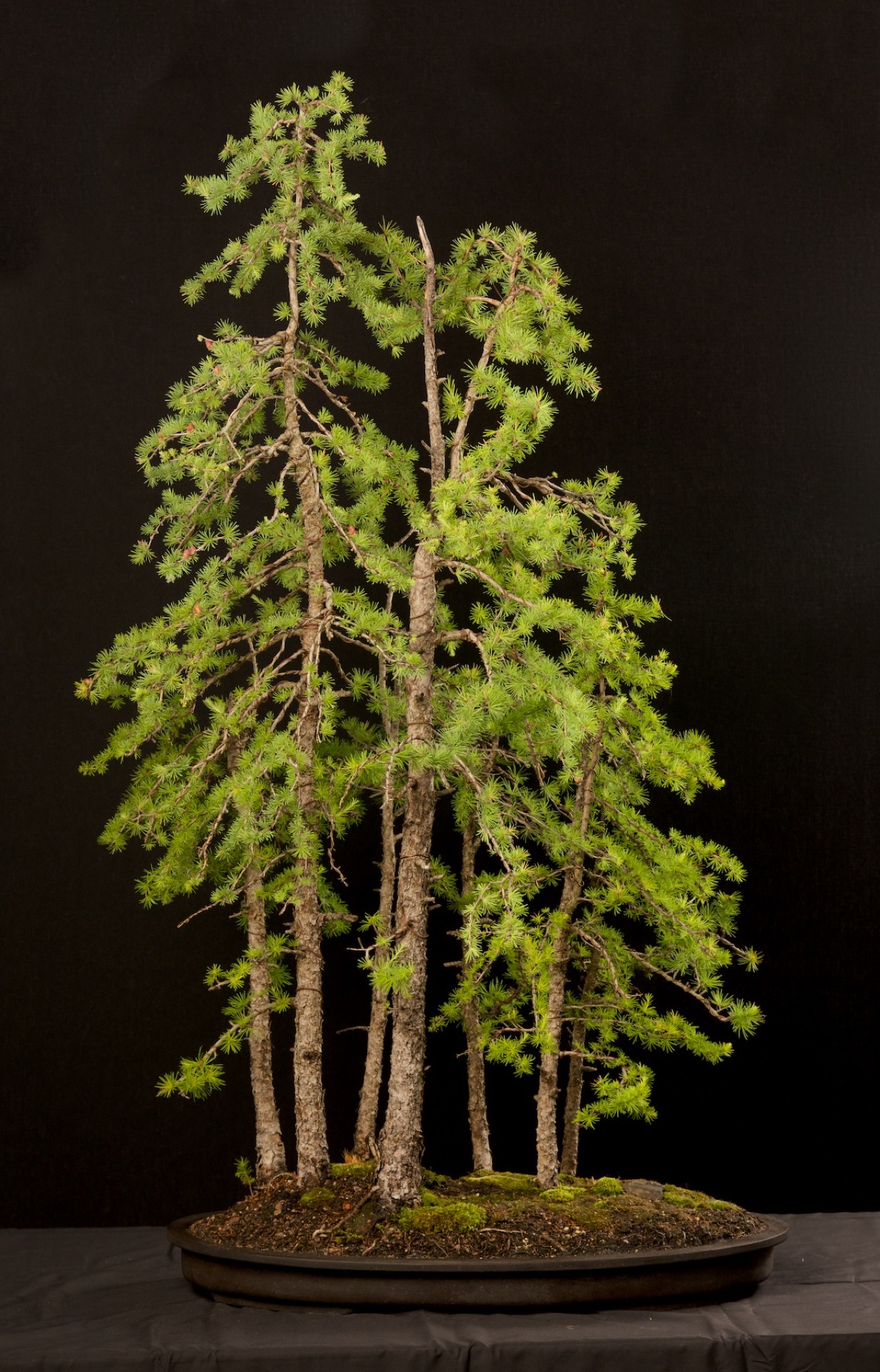 Tall Forest