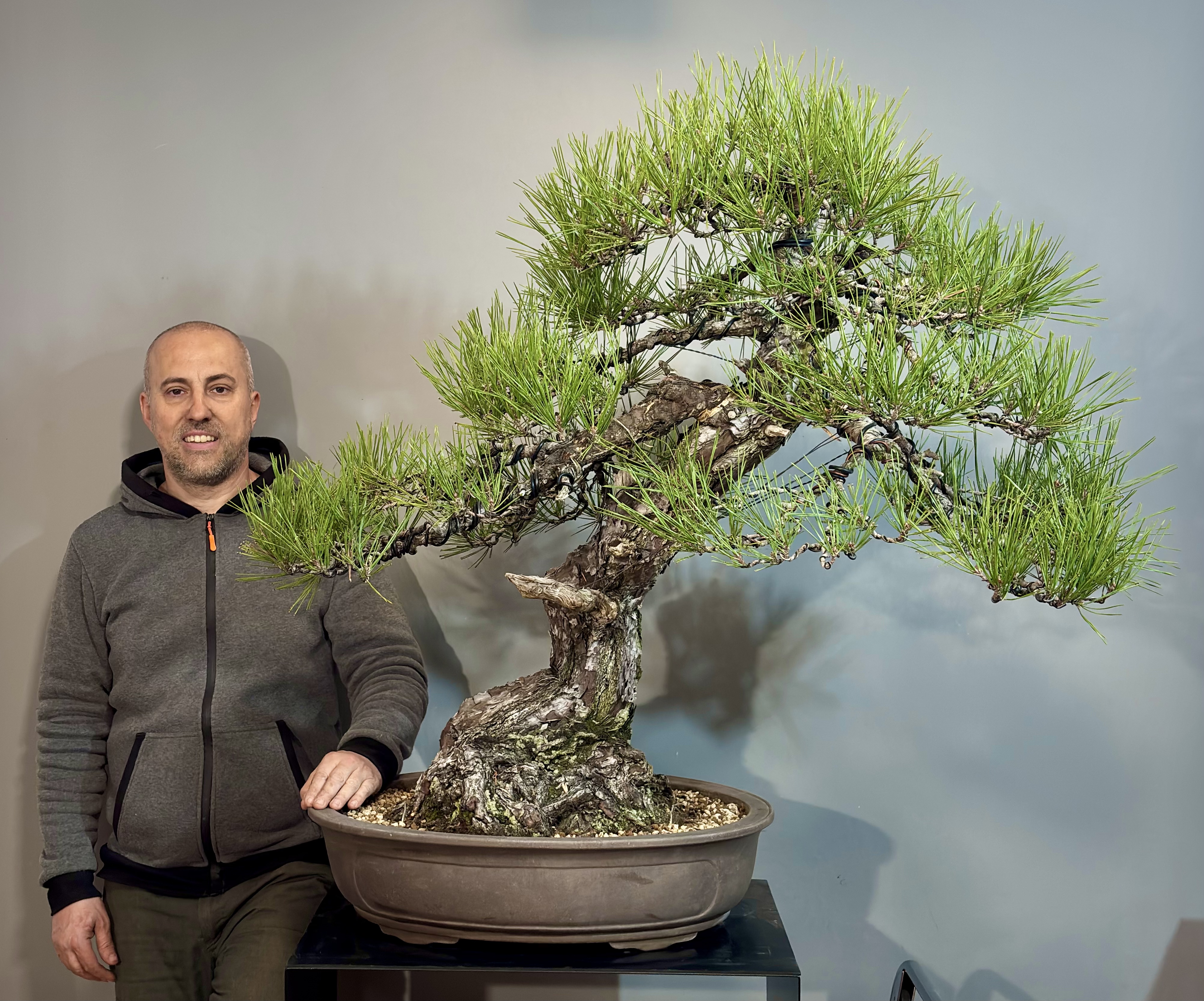 Pinus Thumbergii