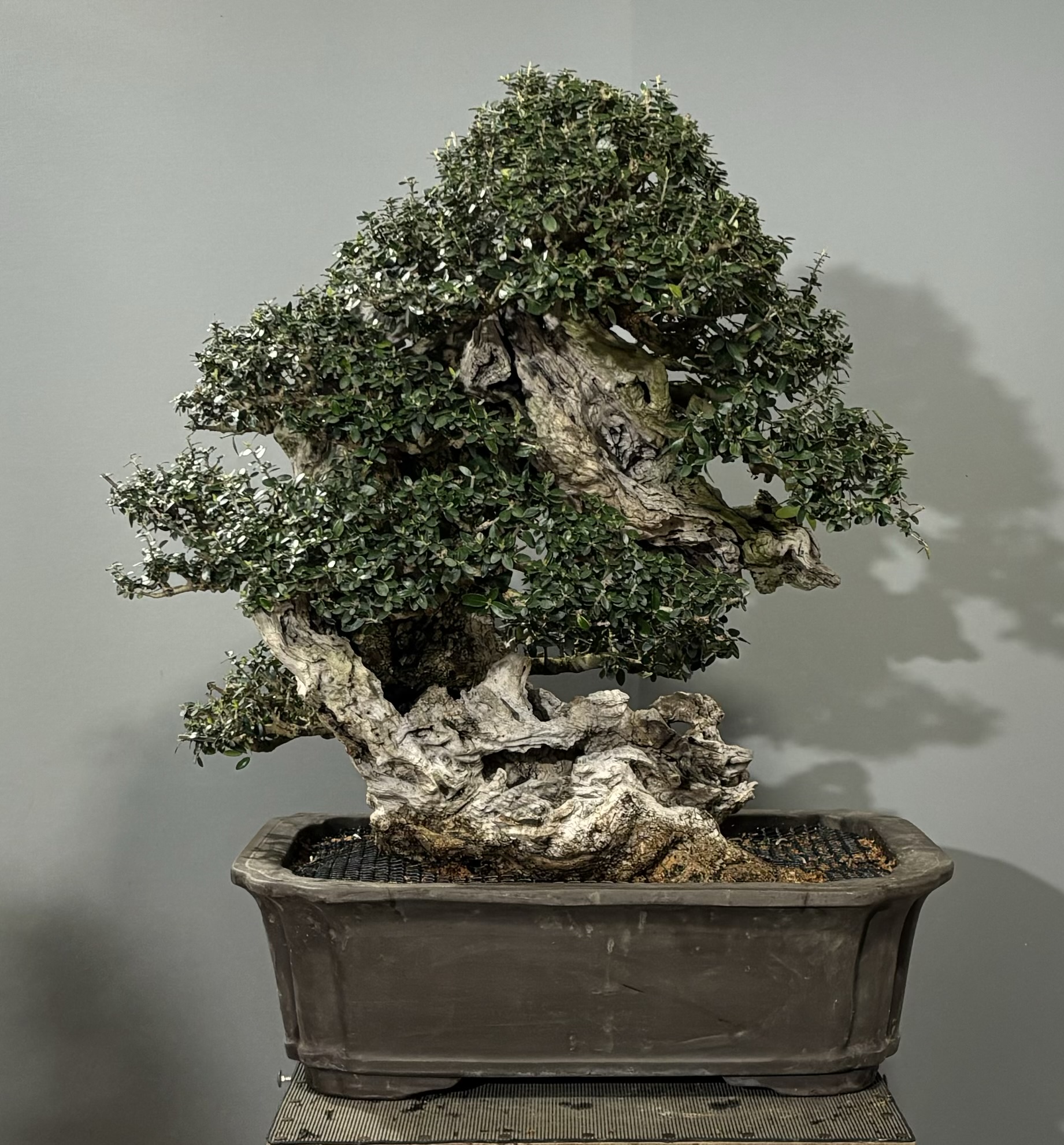 Olea Silvestris