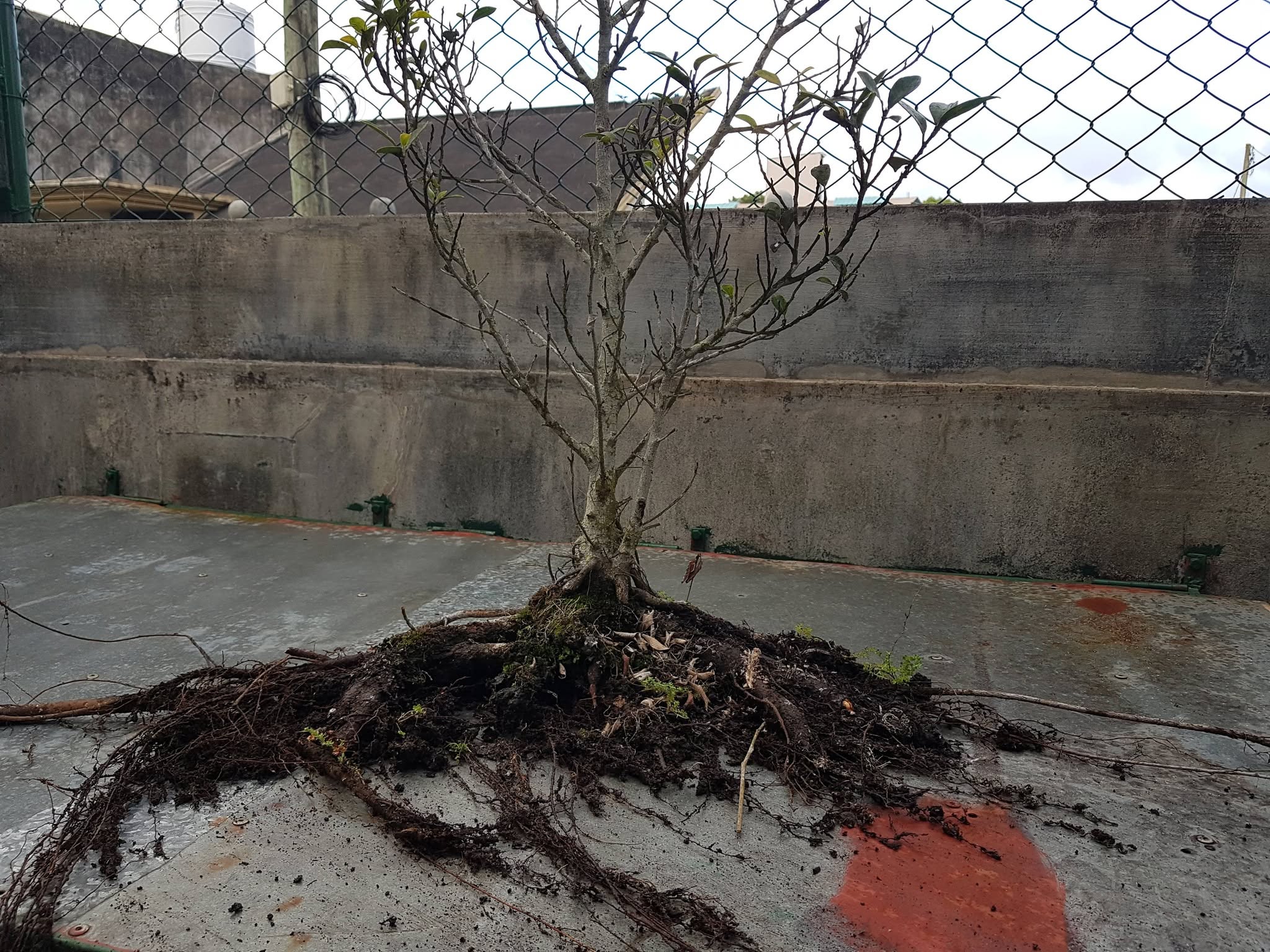 Ficus Reflexa training